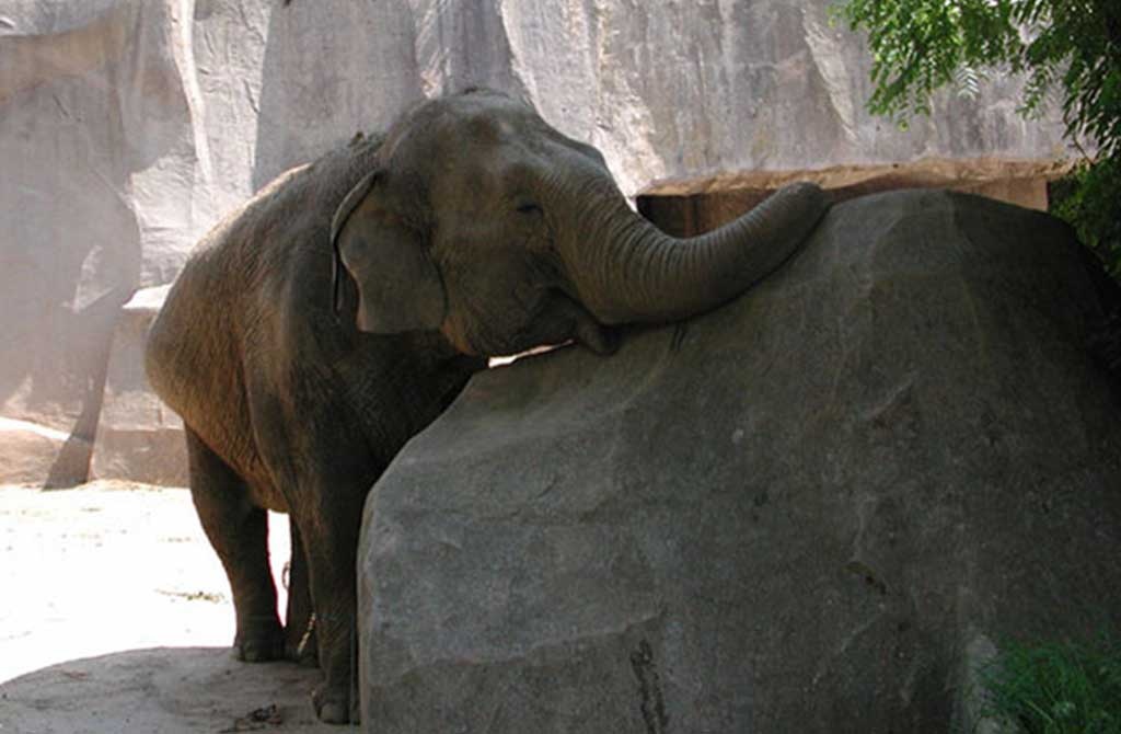 Спящий слон облокотившийся об камень. Источник: yandex.ru