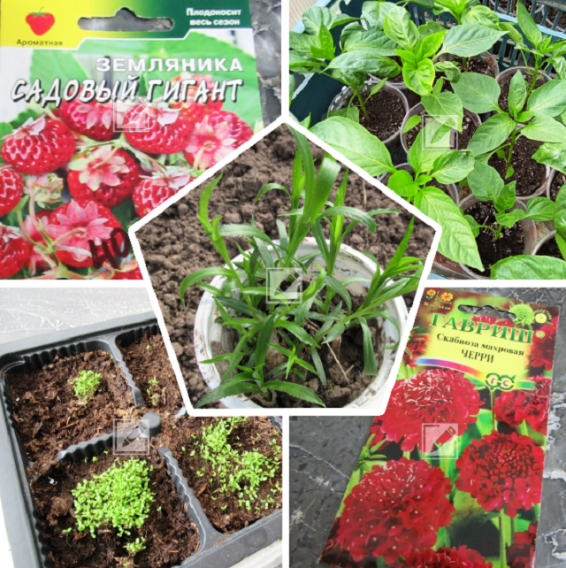 коллаж автора