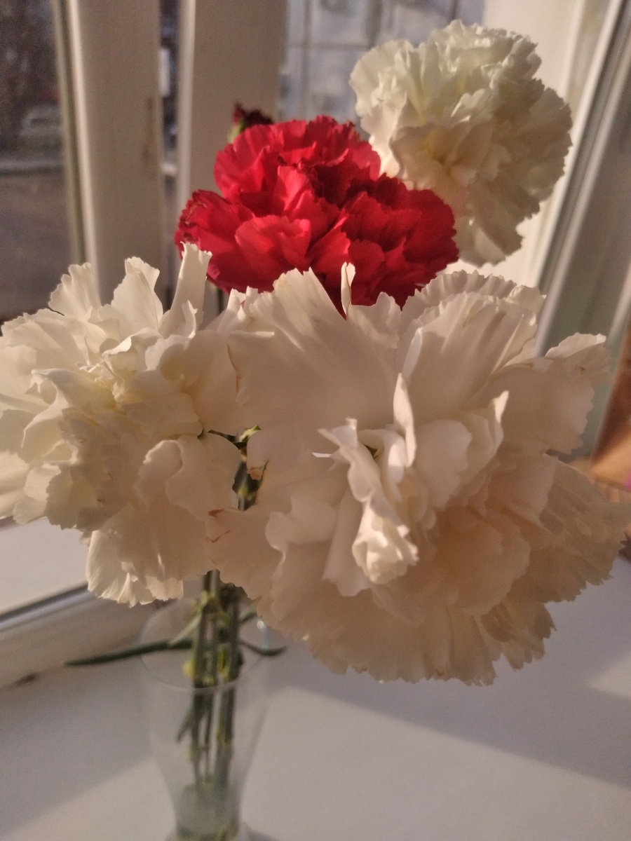 Гвоздики продолжают радовать меня своим цветением