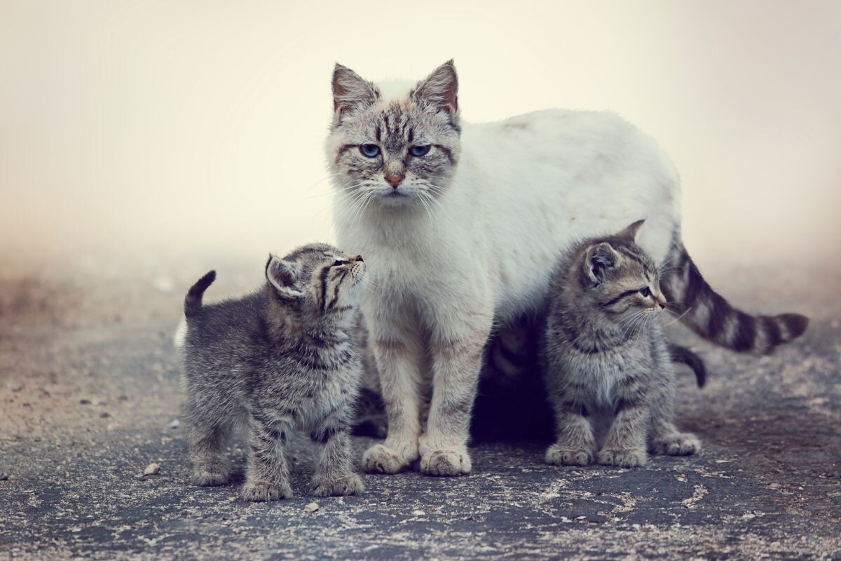 Бездомная кошка с котятами 