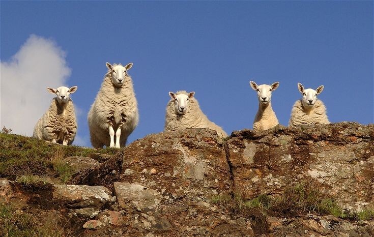 Яндекс. Картинки.