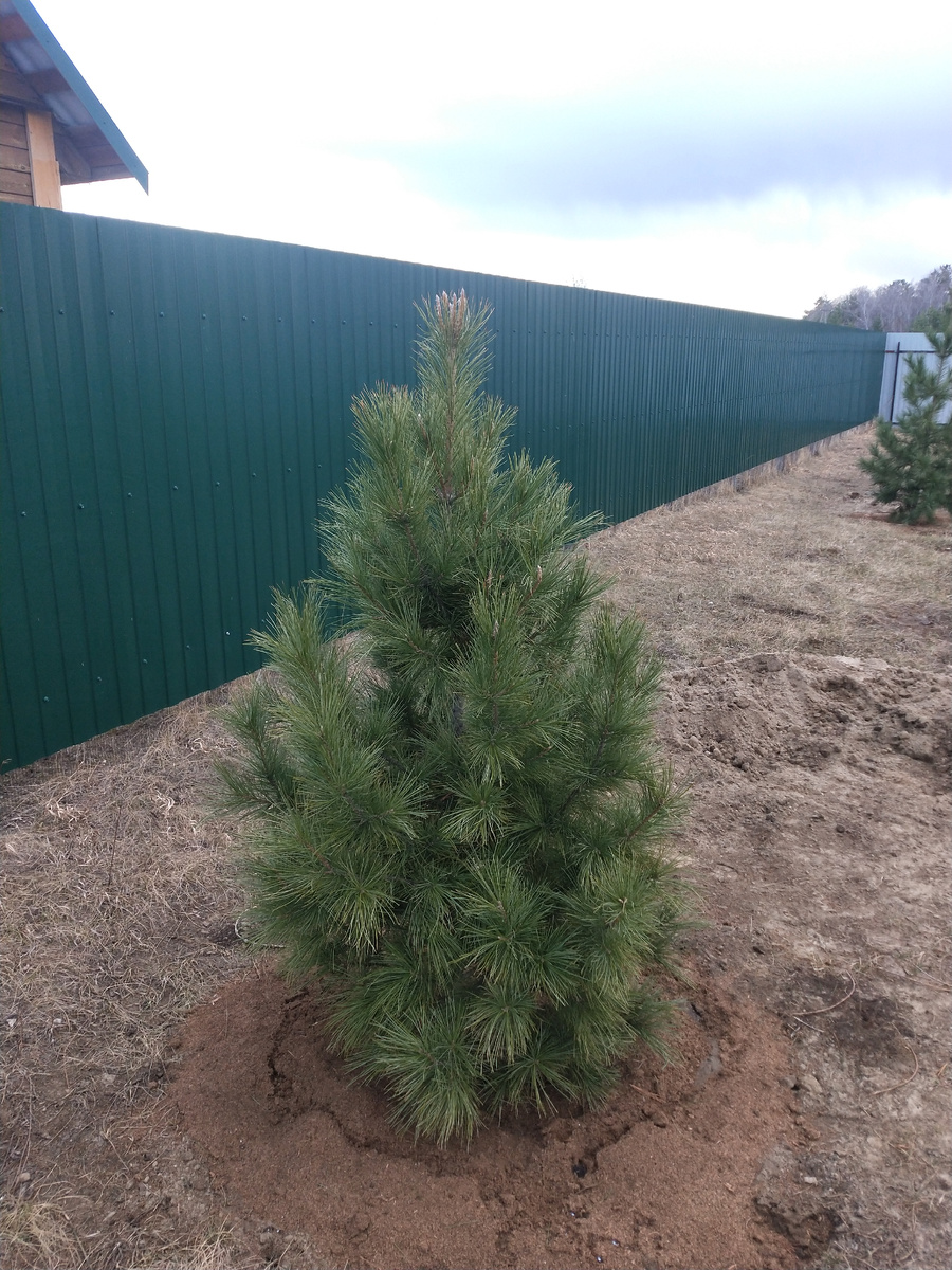 Кедры после пересадки