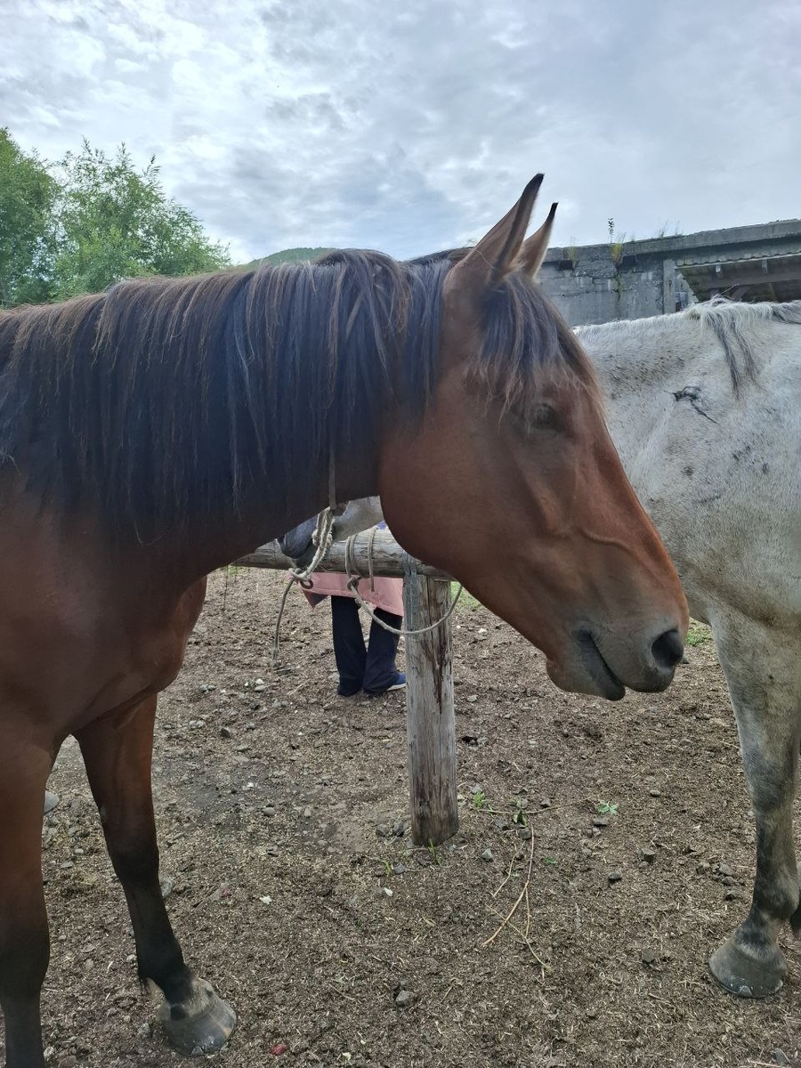 Конный клуб "Лошадки в океане". г. Петропавловск-Камчатский.