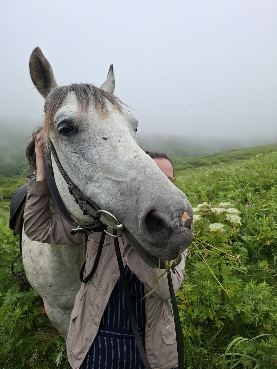 Конный клуб "Лошадки в океане". г. Петропавловск-Камчатский.