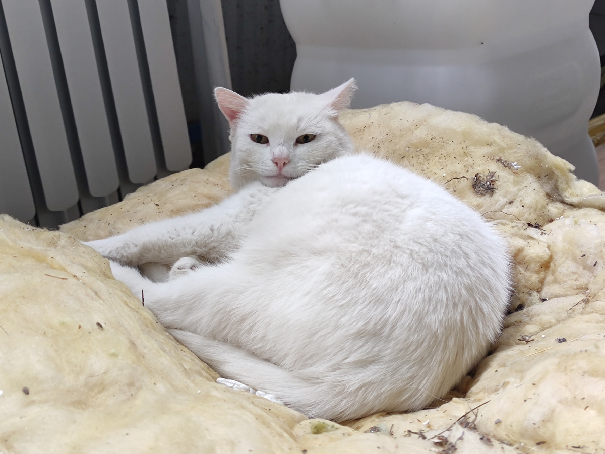 Нюша. Фото автора