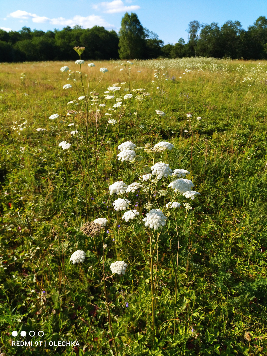 Луга с клубникой. 