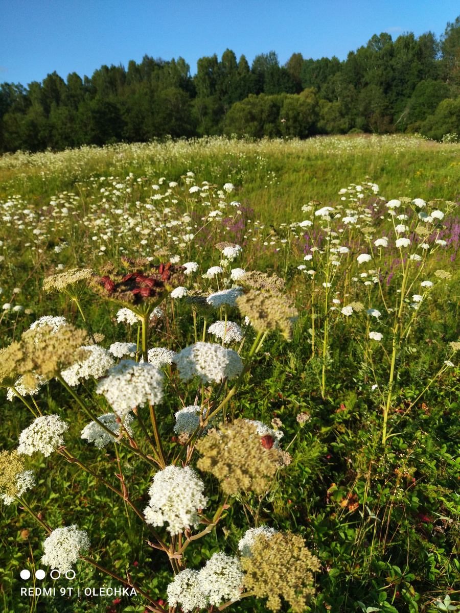 Заливные луга. 