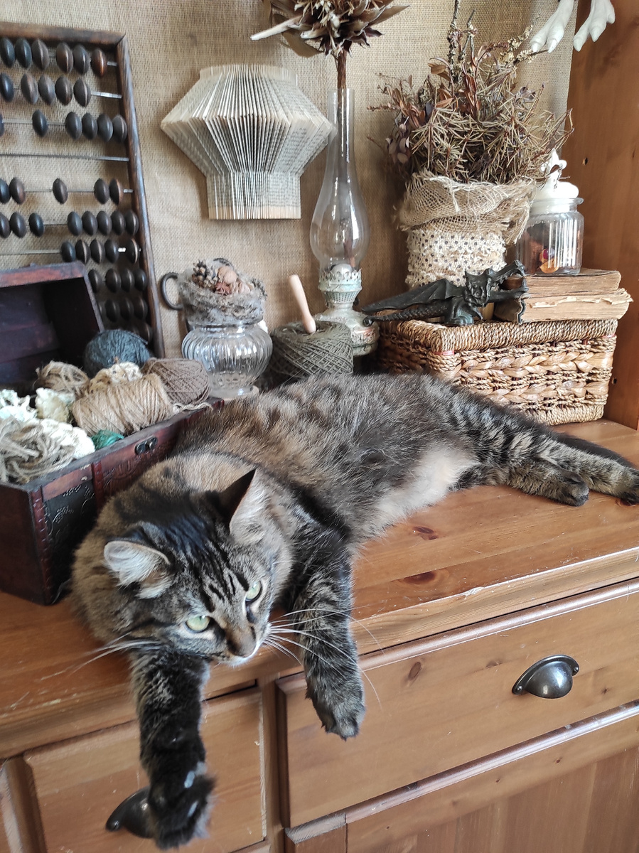 Безобразие, кошечка голодная