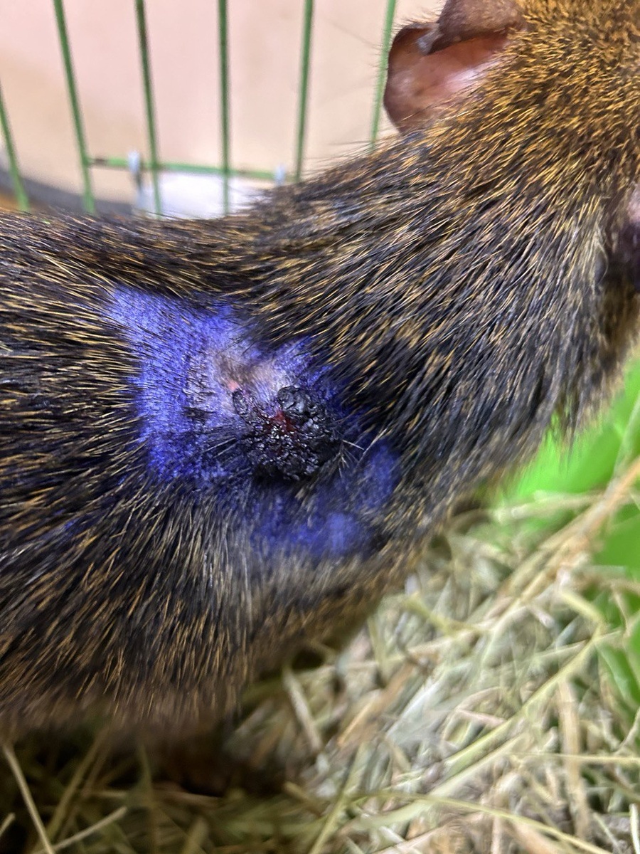 Очень не приятная ранка у Агути, уже обработанная Чеми спреем.