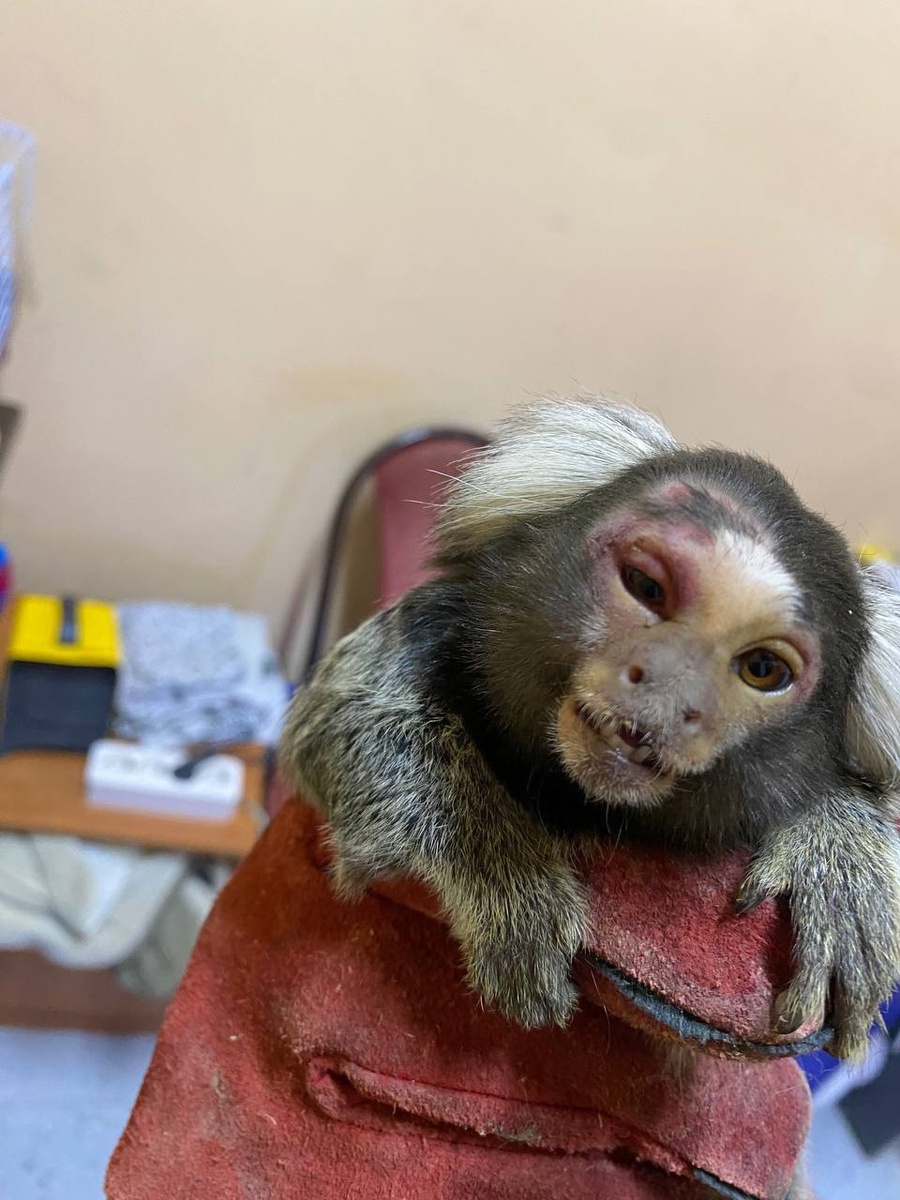 Побитая своими соплеменниками игрунка((