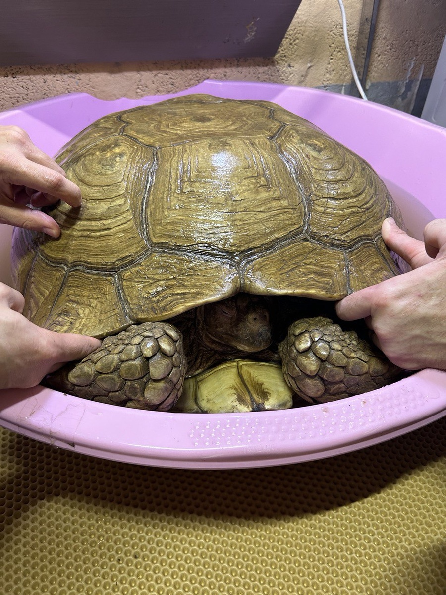 А купаем мы черепах несколько раз в неделю, при том что весит одна такая больше 50 кг!