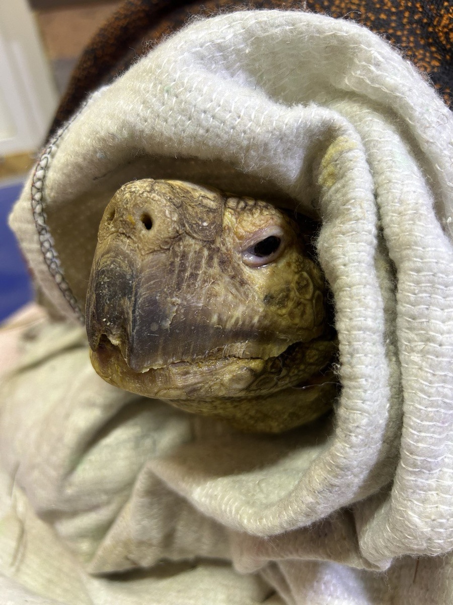 С заботой о наших подопечных)