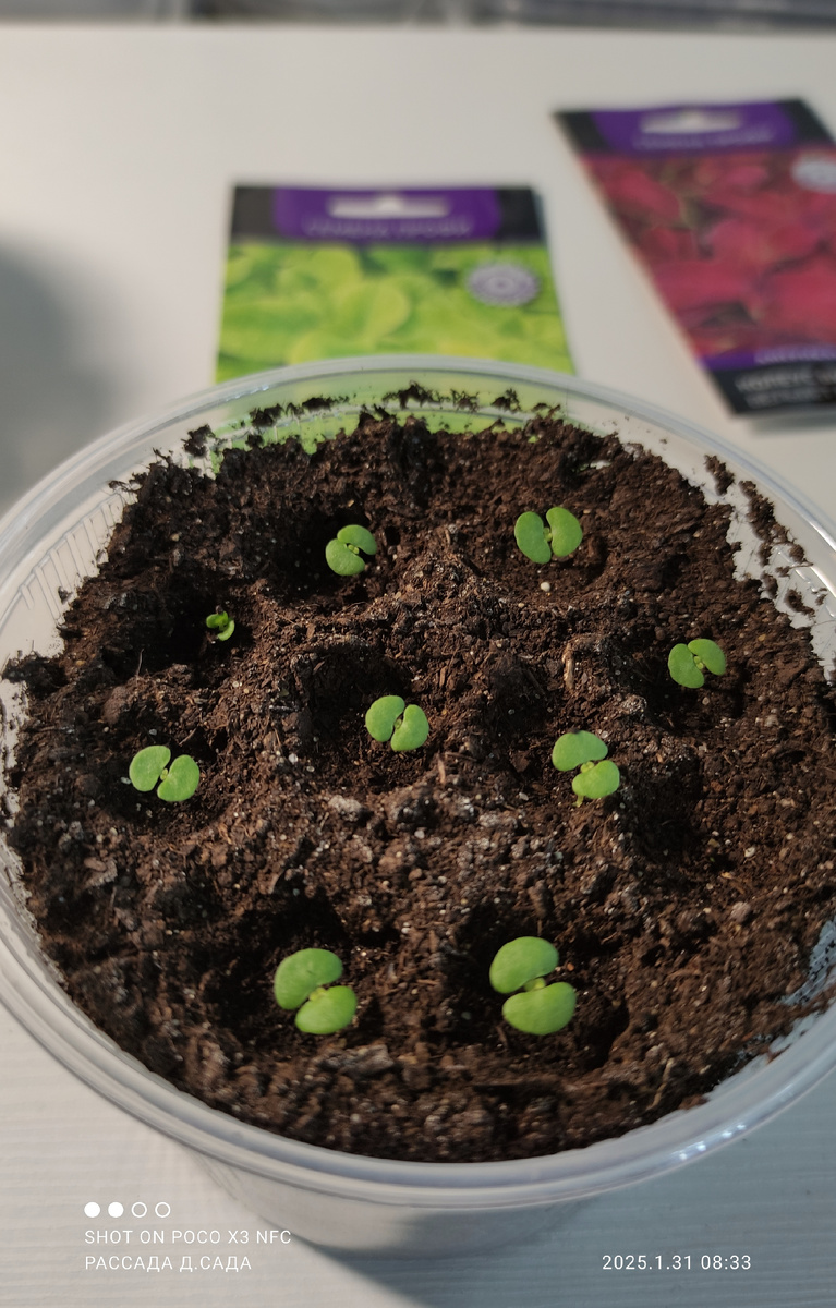 Колеусы взошли. Такие жирненькие и зелёненькие, как я люблю.