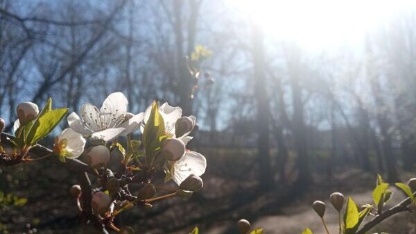    © РИА Новости Крым