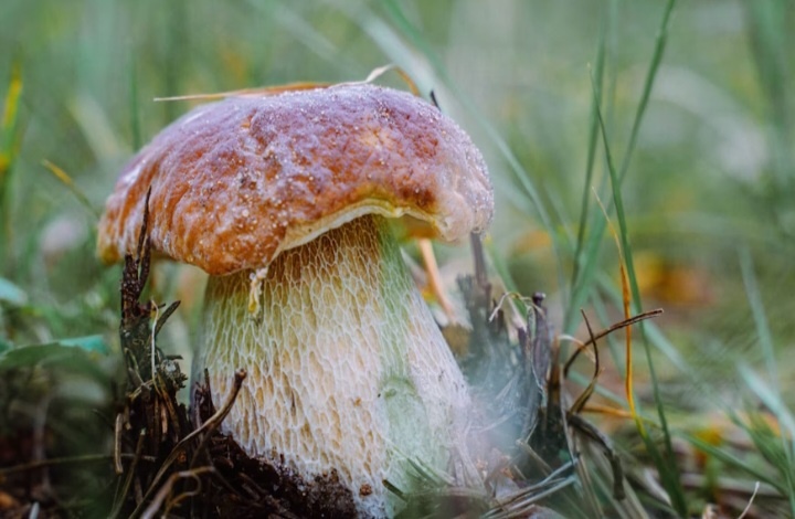 Белый гриб (боровик)