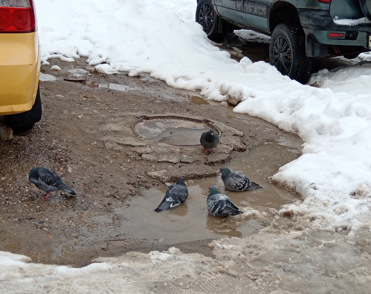 Банный день у голубей в субботу. 