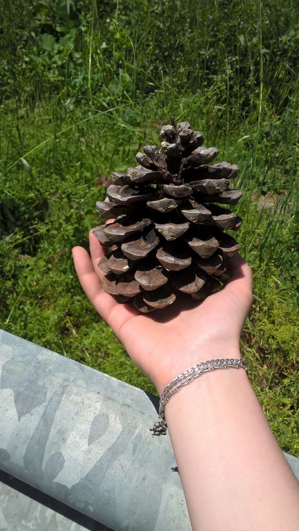 Шишка пинии