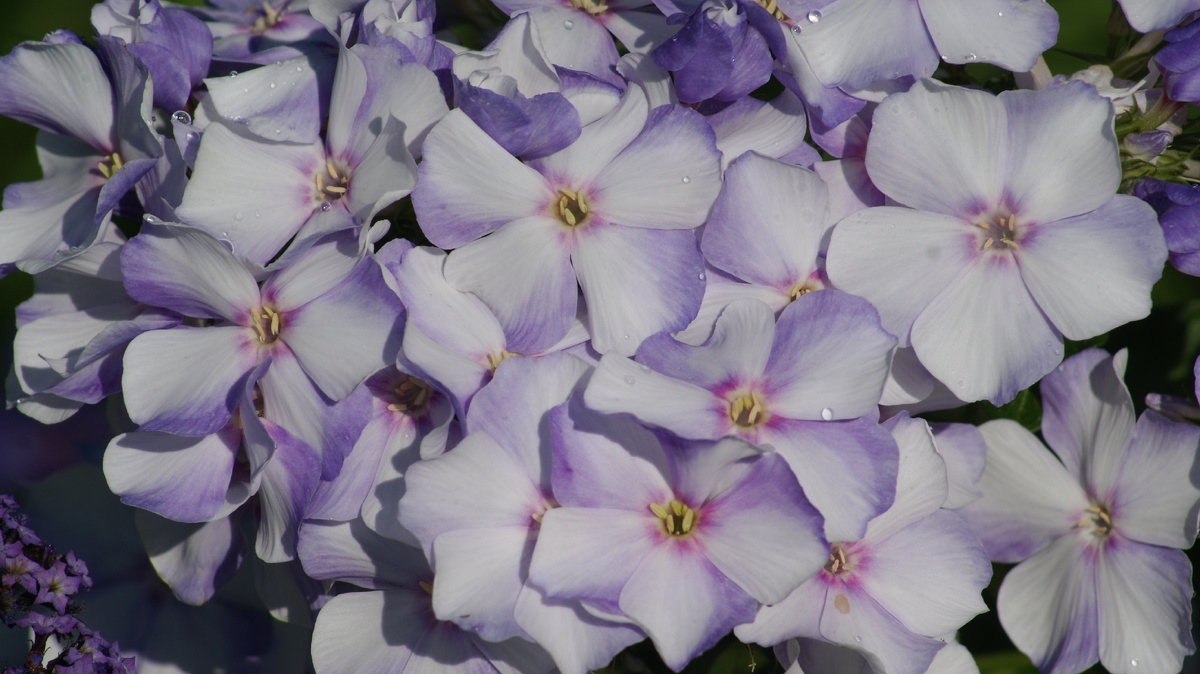 Флокс "Облако"