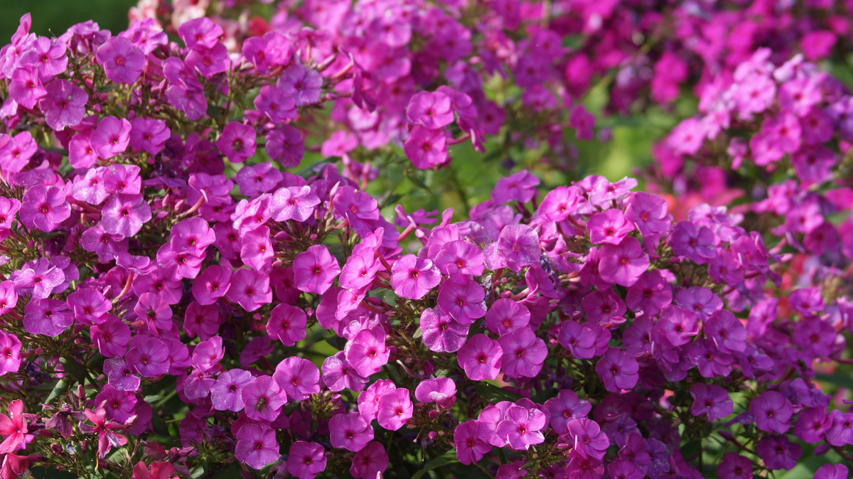 Флокс неизвестного сорта, который я зову Голубоглазкой - при ярком свете