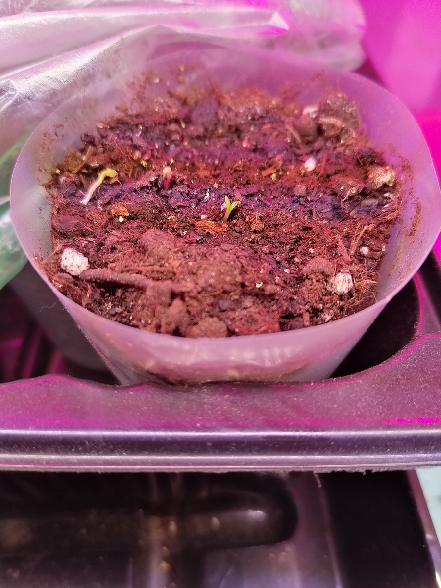 Первые всходы иссопа