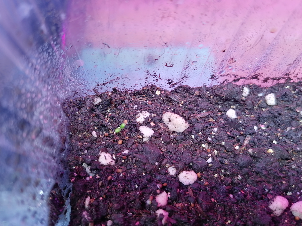 Первые всходы замляники ремонтантной