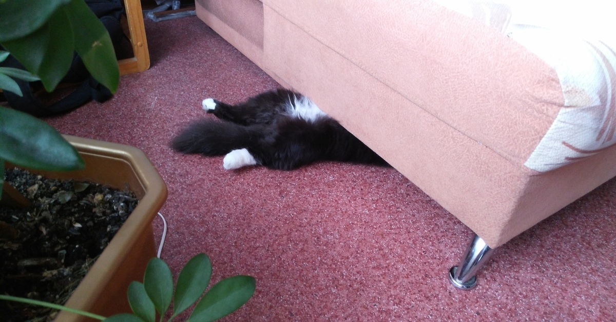 Помогаю прятать пыль. Всё для хозяйского спокойствия