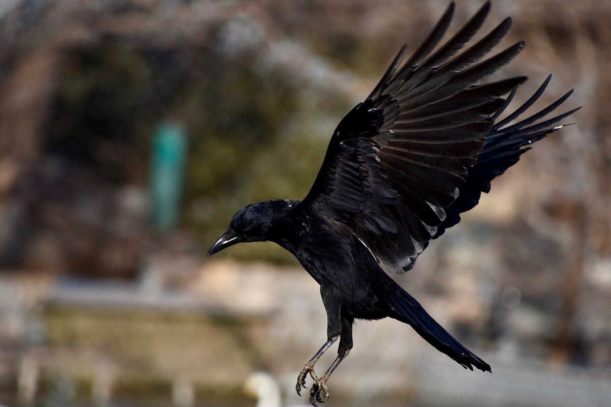    Фото: alicepaipai / Pixabay.com