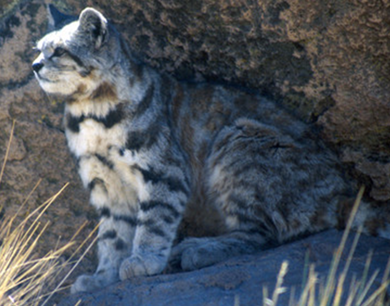 Фото из открытого источника