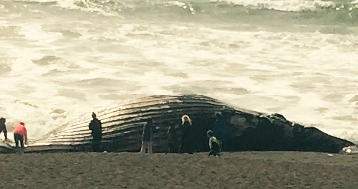 (By CarmenEsparzaAmoux — Own work, CC BY-SA 4.0, https://commons.wikimedia.org/w/index.php?curid=136572036)