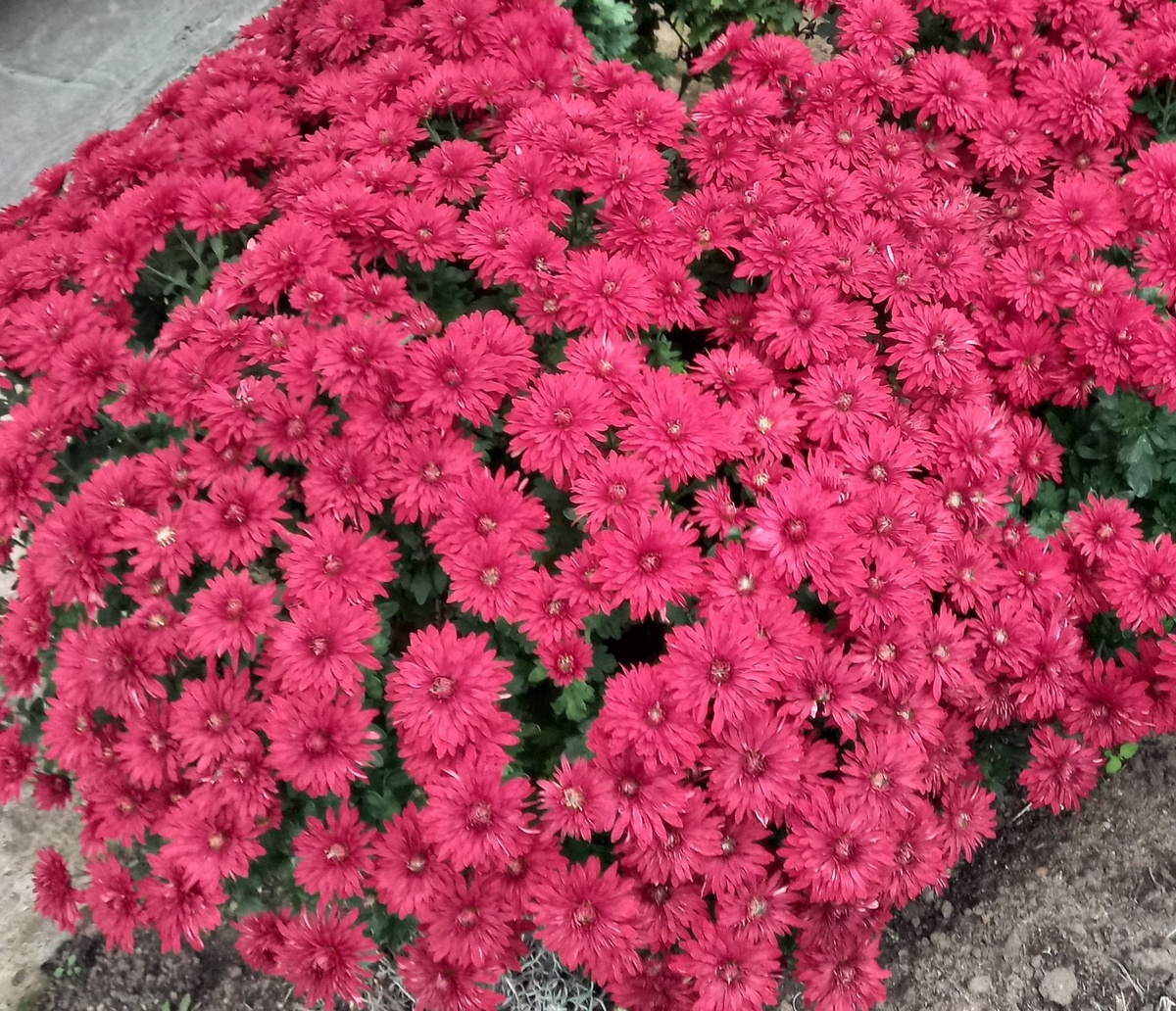 Хризантема мультифлора красная