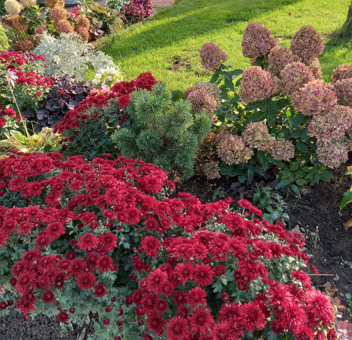 Хризантема мультифлора красная