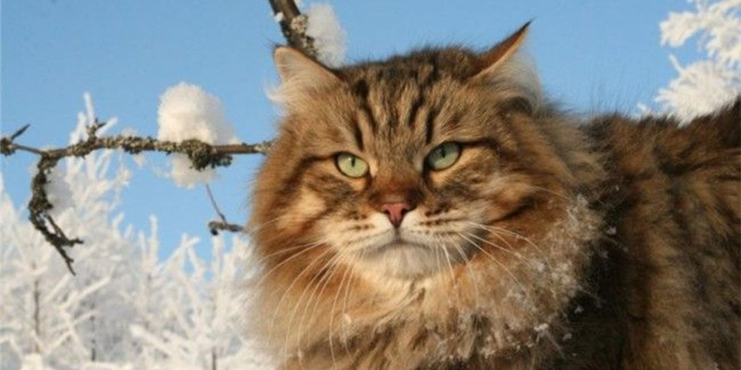 Меховые сибиряки, покорившие интернет. Почему все умиляются, глядя на сибирских кошек
