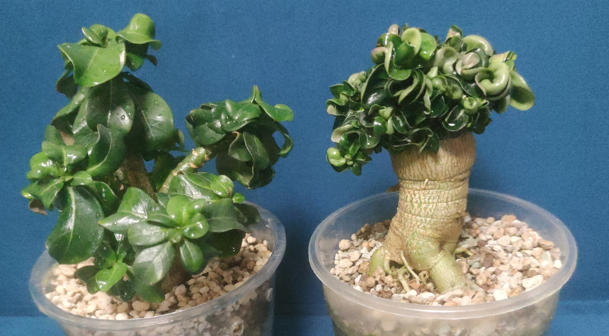 Слева Адениум мини, справа Dorset Horn Adenium. Фото из личного архива автора Адениум Записки.