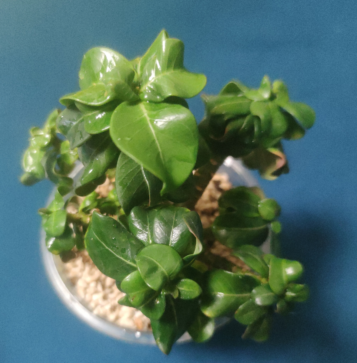 Адениум Мини. Фото автора Адениум Записки.