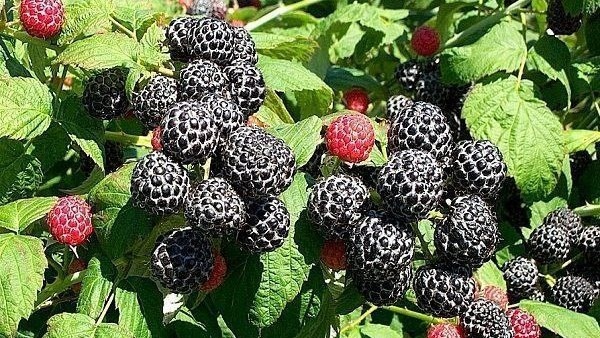 Фото с pinterest.com