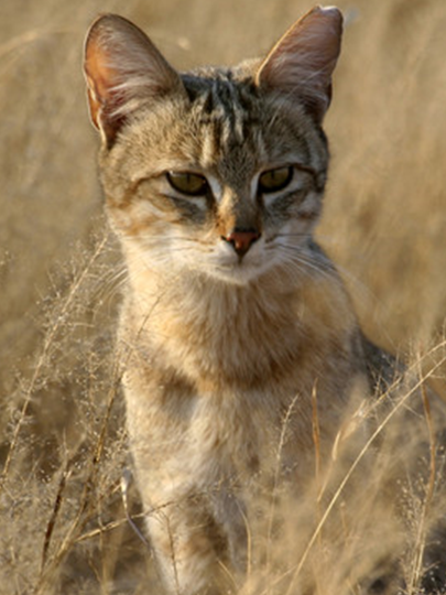 Фото из открытого источника