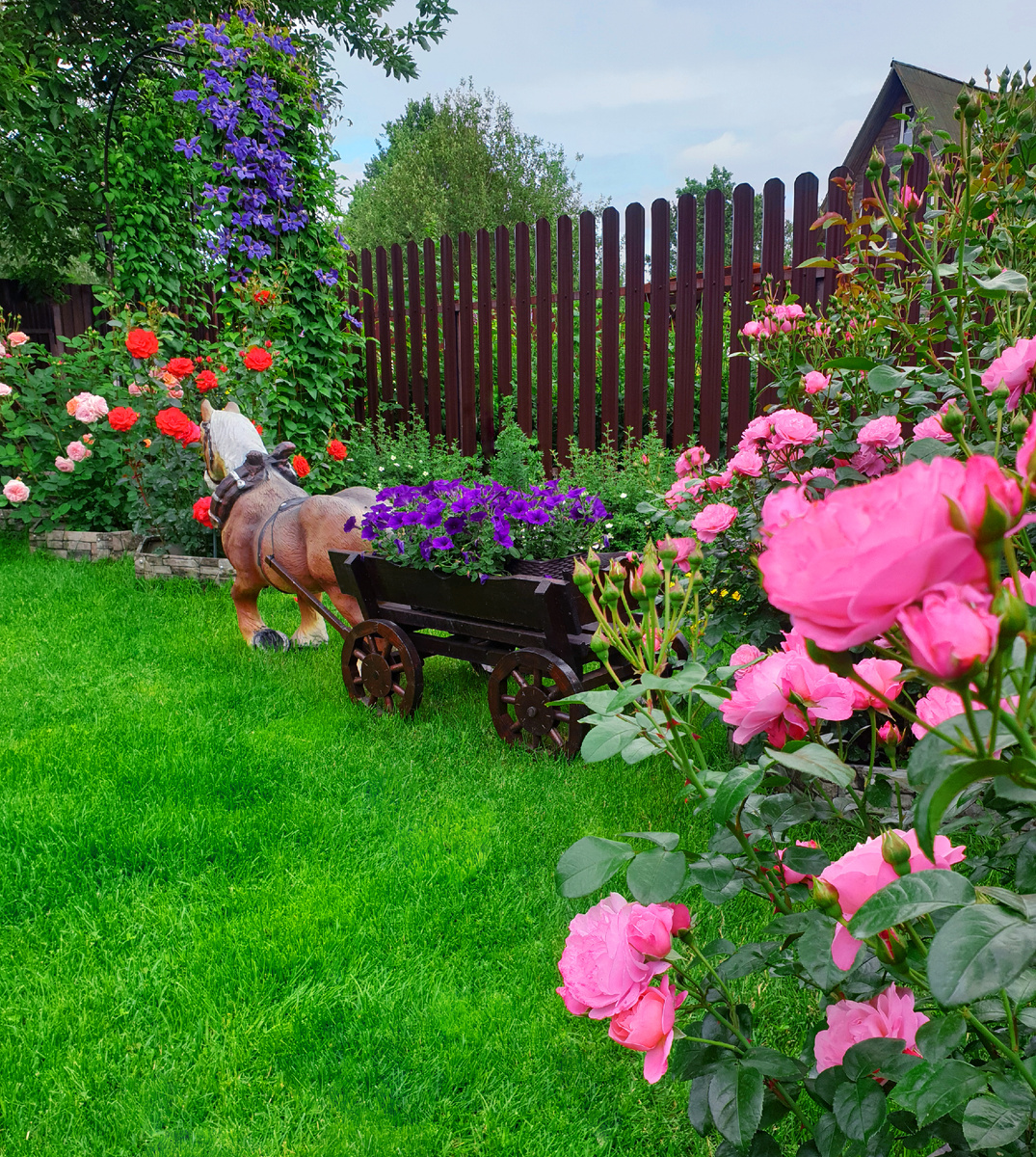 Мой газон на лужайке перед домом.