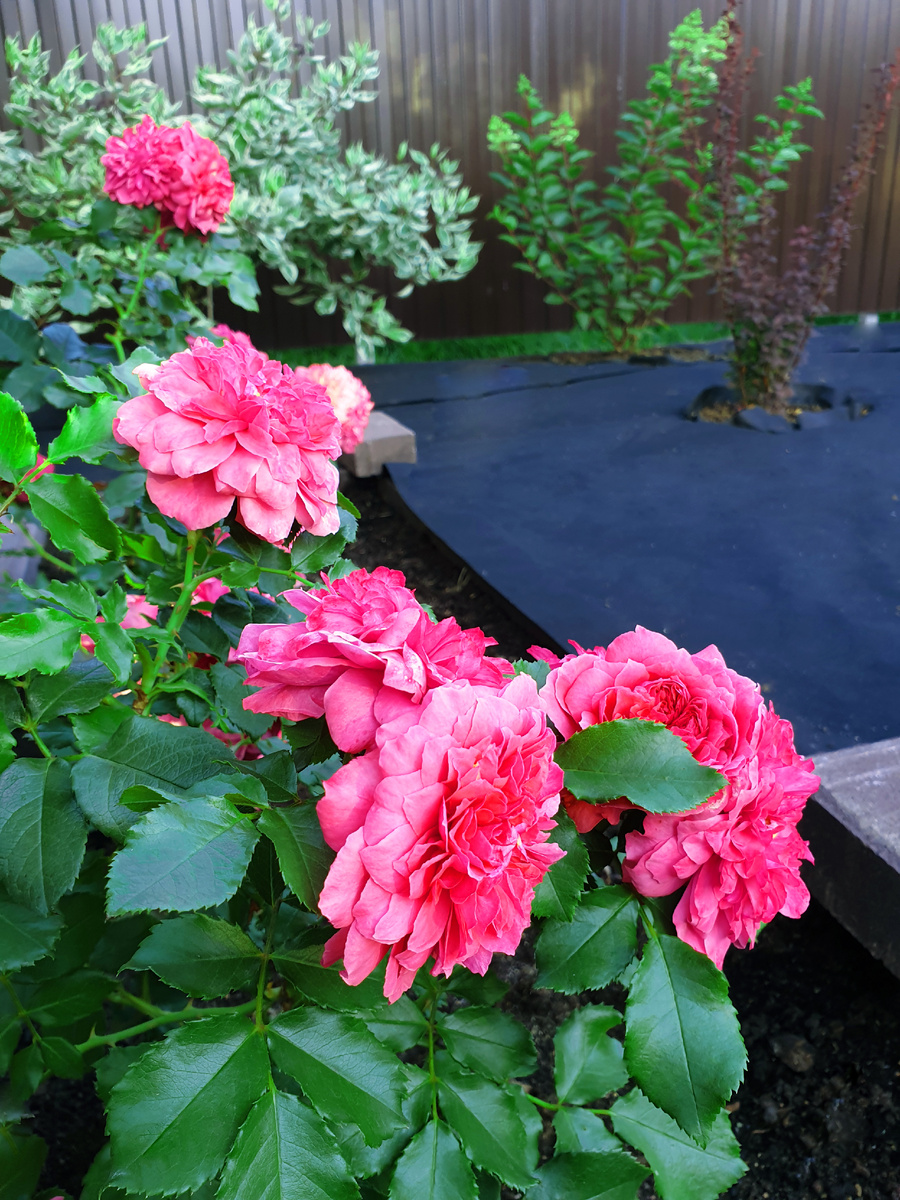 Сад с чёрной агротканью. Лето 2023 г.