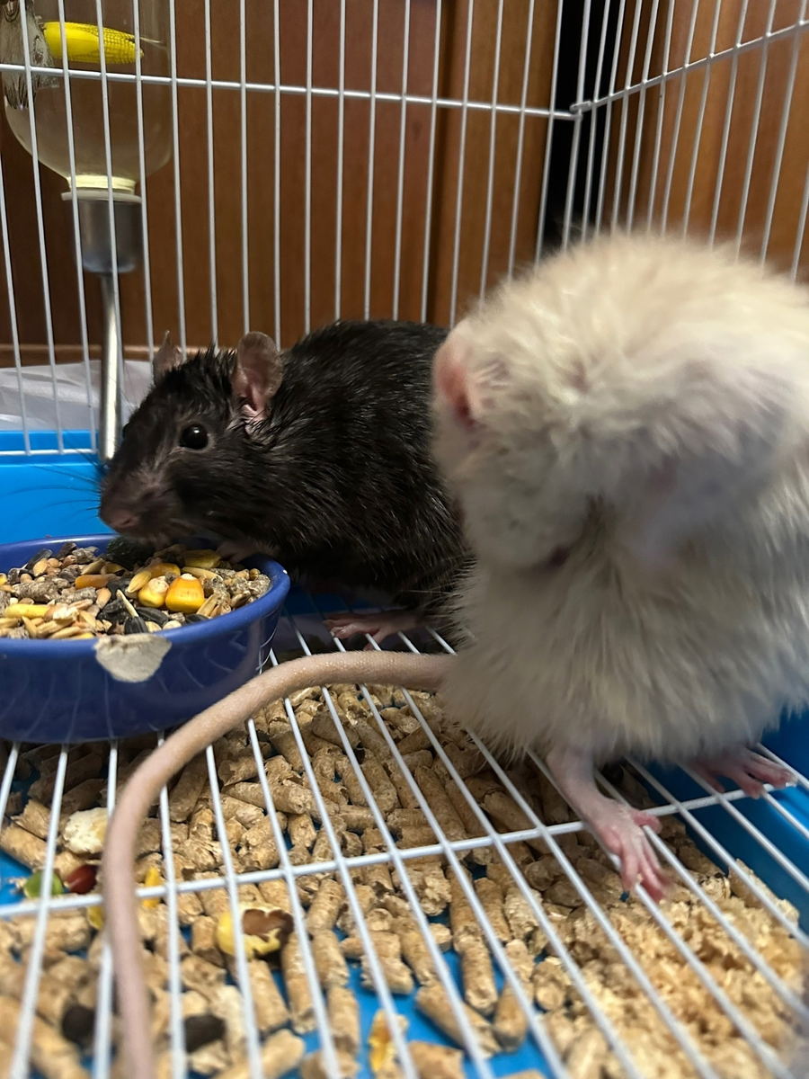 Крысы на момент попадания в МССДК