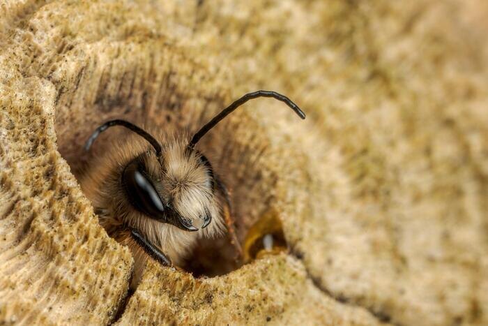 Какая-какая запись на румтур?