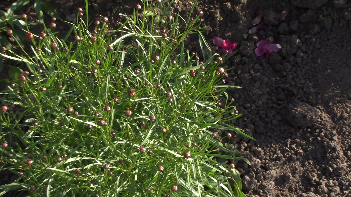 ФКореопсис перед цветением. Фото автора.