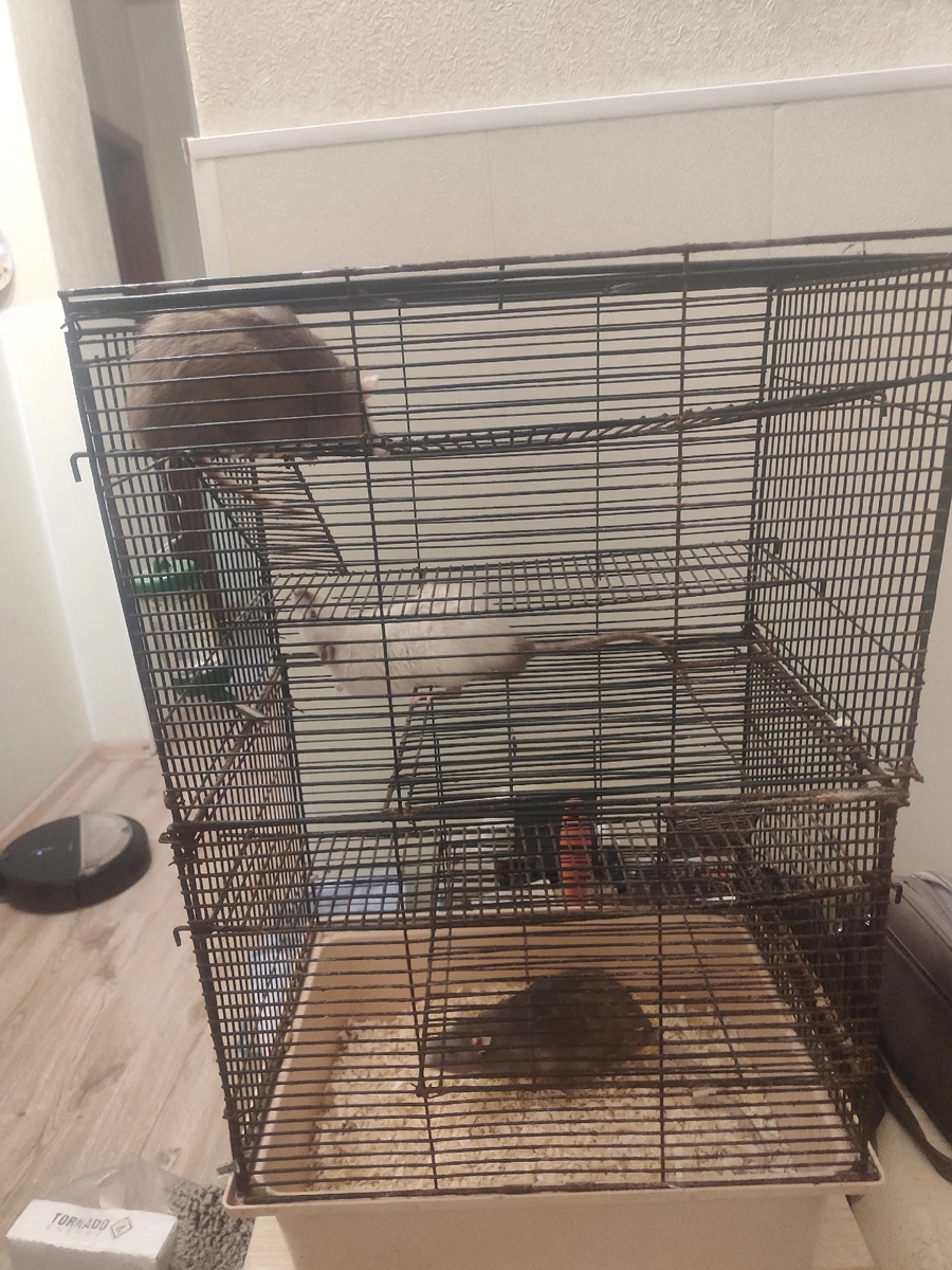 Римус, Рейна и Рейнира на момент обнаружения