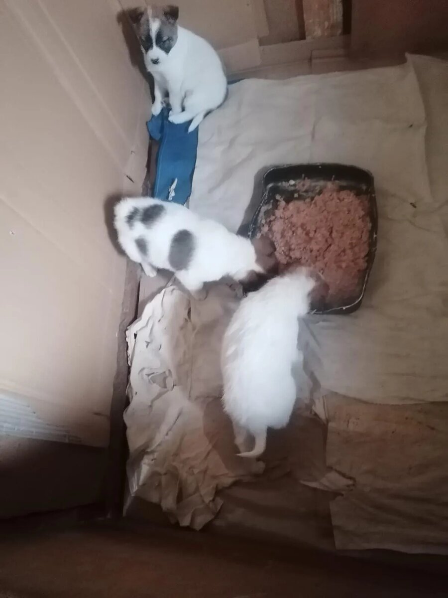 Первые минуты на передержке