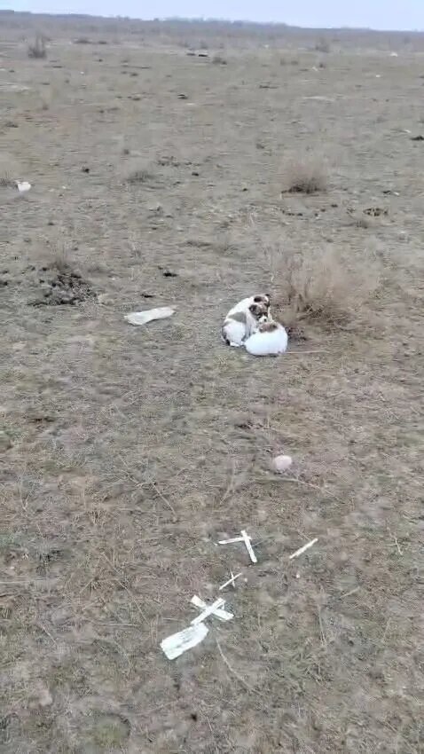 Так они там и лежали до приезда зоотакси