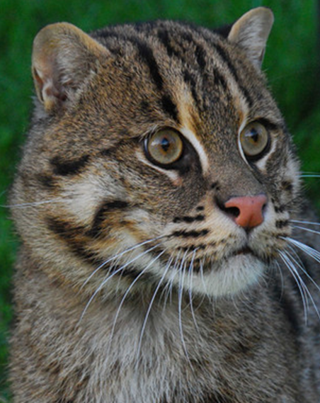 Фото из открытого источника