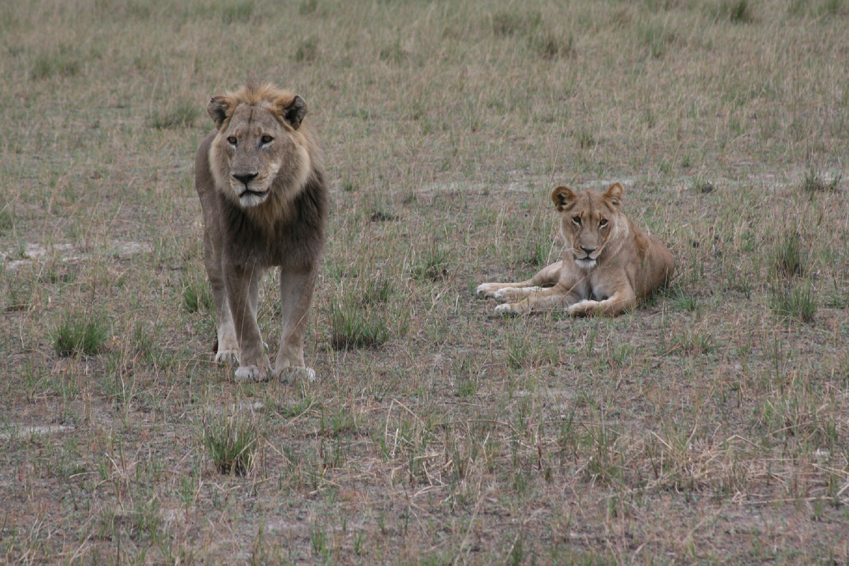 На большом острове в дельте реки Окаванго, где находится лагерь Джао, почти "всякой твари по паре". И львы, и слоны, и бегемоты, и бабуины, и крокодилы, и даже вараны. Не встречали мы только жирафов, гиен, собак, леопардов и гепардов. Может быть, для них этот остров маловат? Да и воды вокруг много. Ботсвана, Джао.