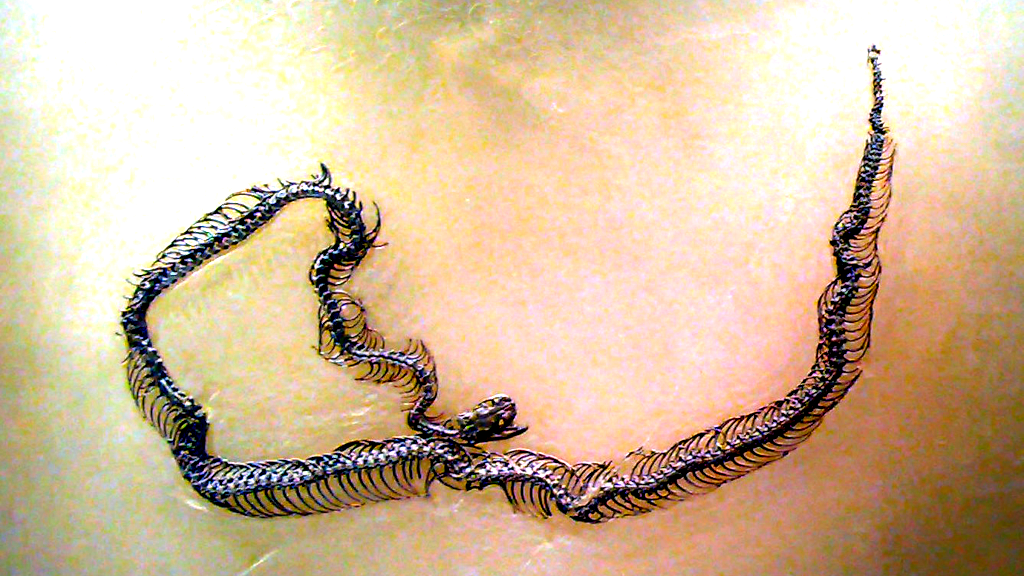 Из откаменелостей поздних змей иногда даже можно собрать целый скелет. А вот о ранних такого категорически не скажкшь.