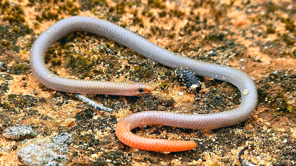 Это не змея. Это ящерица, чешуеног. Хотя ног-то у него как раз и нет.