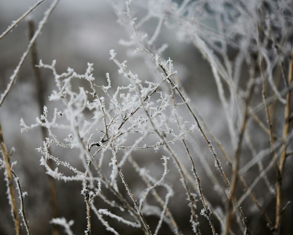    Снег, изморозь, погода. Источник: unsplash.com