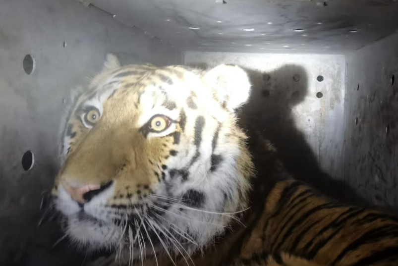    Источник фото: Минприроды Приморья